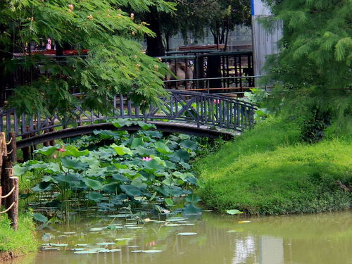 生態(tài)園風光 9